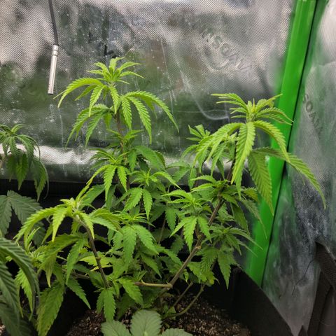 Platinum Cake growlog timeline photo