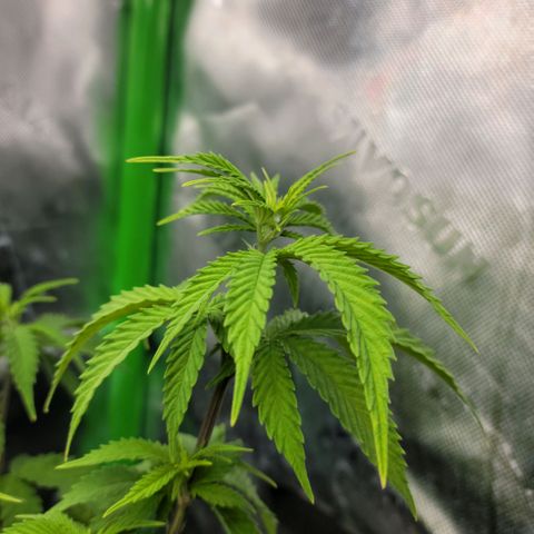 Platinum Cake growlog timeline photo