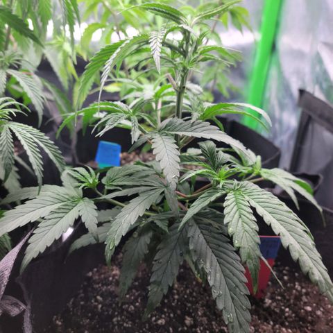 Northern Lights 1 and 2 growlog timeline photo