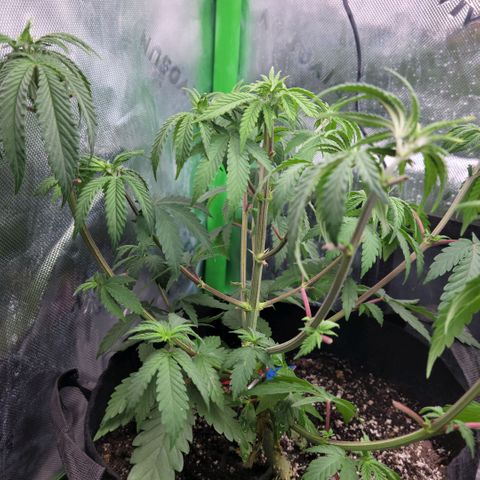Northern Lights 1 and 2 growlog timeline photo