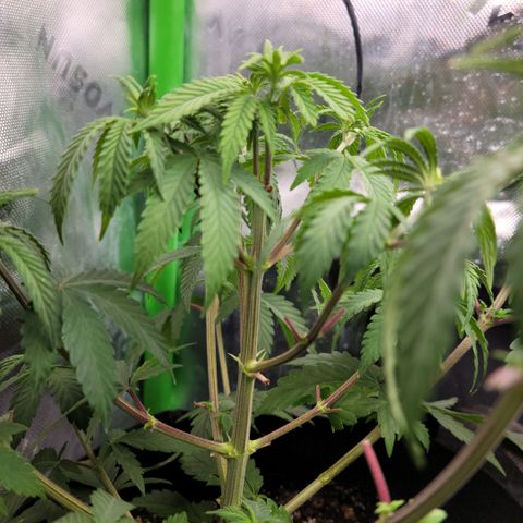 Northern Lights 1 and 2 growlog timeline photo