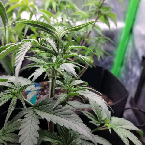 Northern Lights 1 and 2 growlog timeline photo