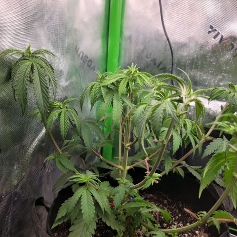 Northern Lights 1 and 2 growlog timeline photo
