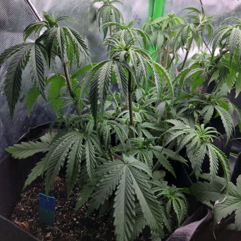 Northern Lights 3 growlog timeline photo