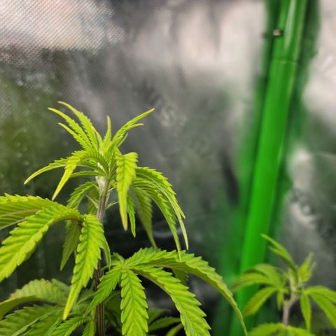 Platinum Cake growlog timeline photo