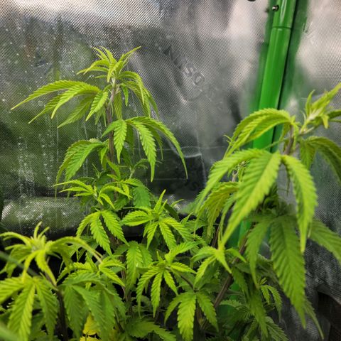 Platinum Cake growlog timeline photo