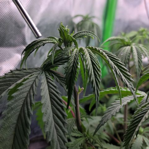 Northern Lights 1 and 2 growlog timeline photo