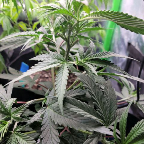 Northern Lights 1 and 2 growlog timeline photo