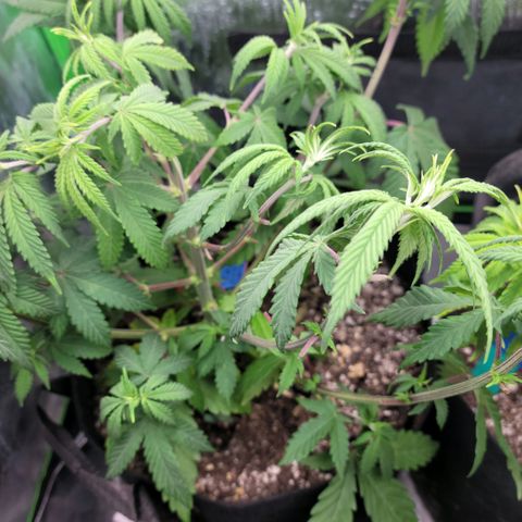 Northern Lights 1 and 2 growlog timeline photo