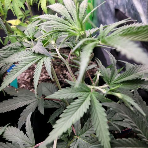 Northern Lights 1 and 2 growlog timeline photo