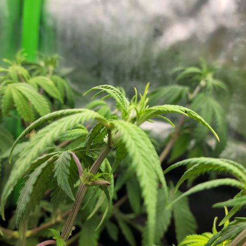 Northern Lights 1 and 2 growlog timeline photo