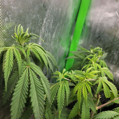 Northern Lights 1 and 2 growlog timeline photo