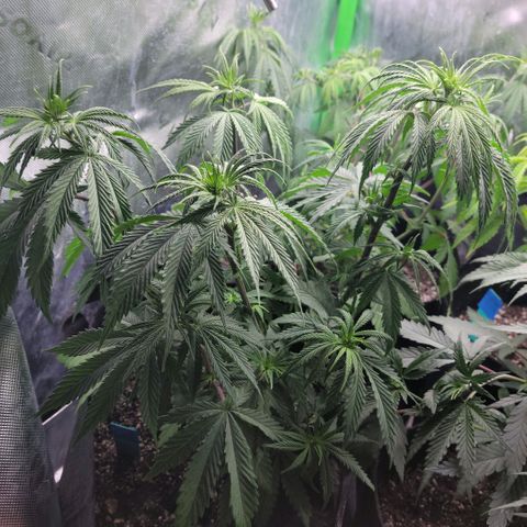 Northern Lights 3 growlog timeline photo