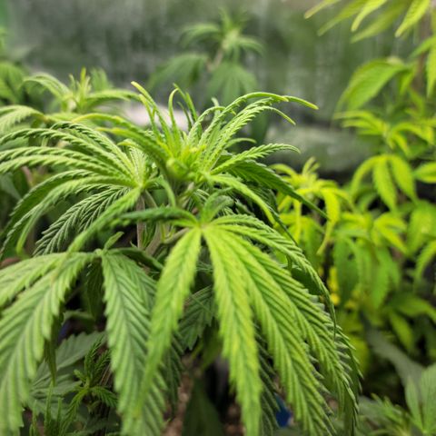 Northern Lights 3 growlog timeline photo