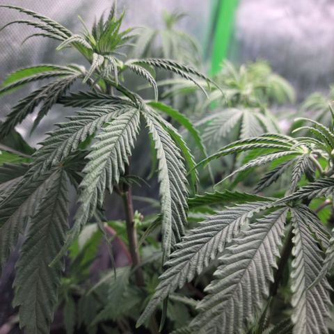 Northern Lights 3 growlog timeline photo