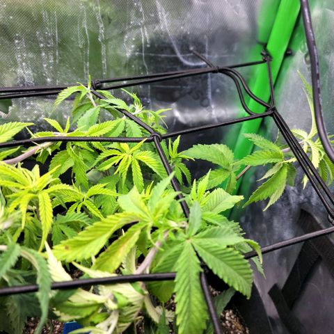 Platinum Cake growlog timeline photo