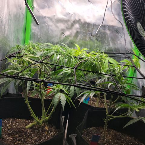 Northern Lights 1 and 2 growlog timeline photo