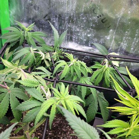 Northern Lights 1 and 2 growlog timeline photo