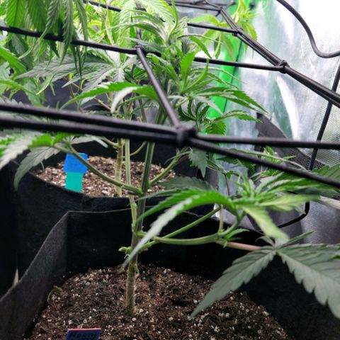 Northern Lights 1 and 2 growlog timeline photo