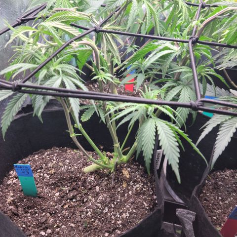 Northern Lights 3 growlog timeline photo