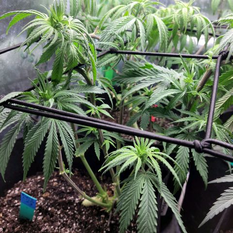 Northern Lights 3 growlog timeline photo