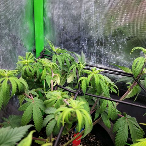 Northern Lights 1 and 2 growlog timeline photo