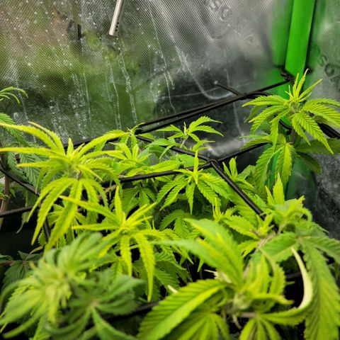 Platinum Cake growlog timeline photo