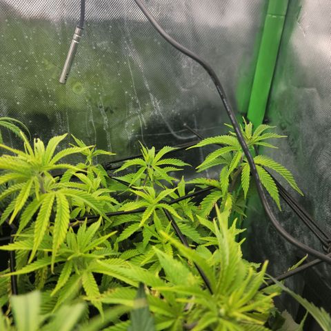 Platinum Cake growlog timeline photo