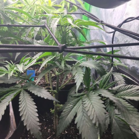 Northern Lights 1 and 2 growlog timeline photo