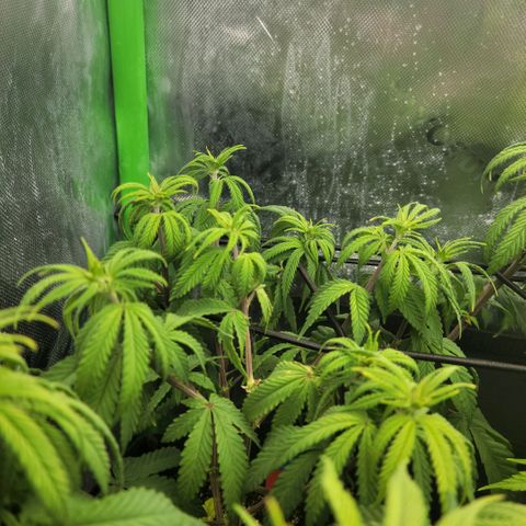 Northern Lights 1 and 2 growlog timeline photo