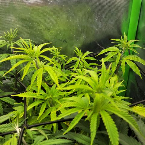 Platinum Cake growlog timeline photo