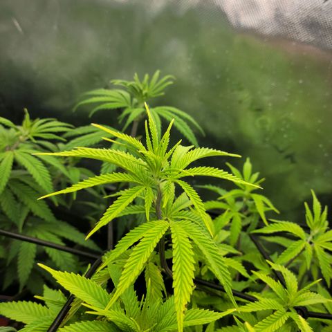 Platinum Cake growlog timeline photo