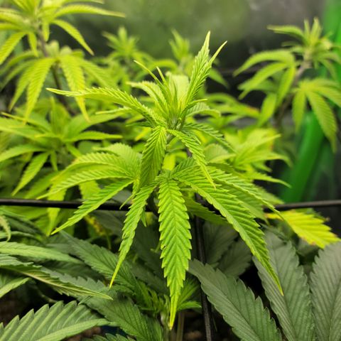 Platinum Cake growlog timeline photo