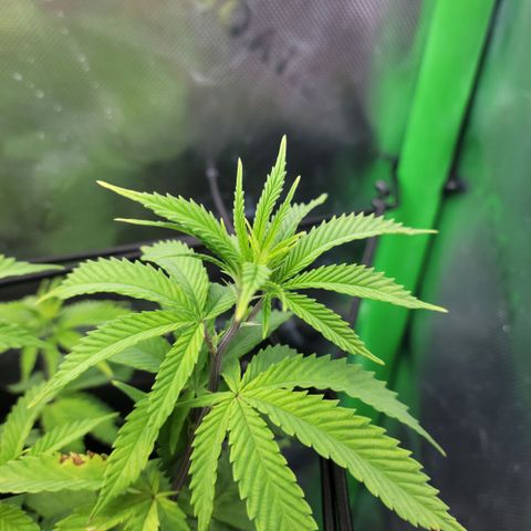 Platinum Cake growlog timeline photo