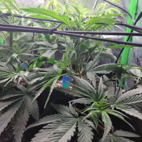 Northern Lights 1 and 2 growlog timeline photo