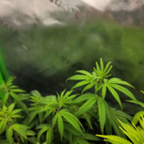 Northern Lights 1 and 2 growlog timeline photo