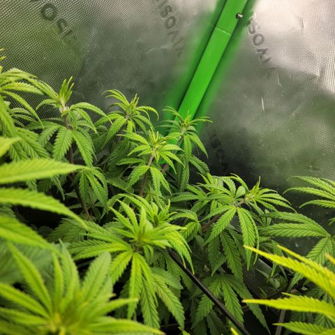 Northern Lights 1 and 2 growlog timeline photo