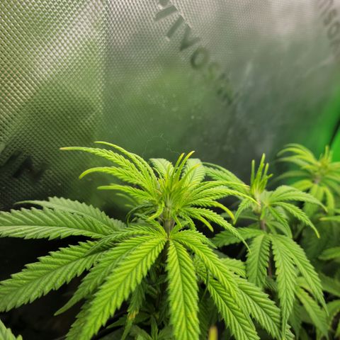 Northern Lights 1 and 2 growlog timeline photo