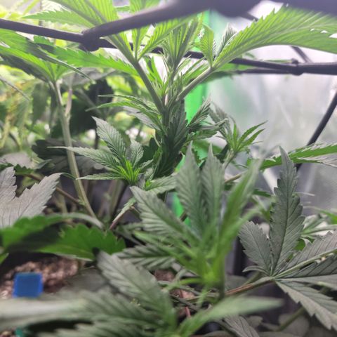 Northern Lights 1 and 2 growlog timeline photo