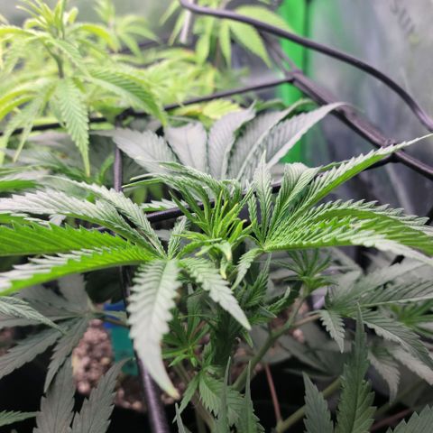 Northern Lights 1 and 2 growlog timeline photo