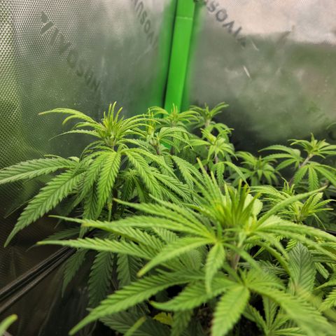 Northern Lights 3 growlog timeline photo