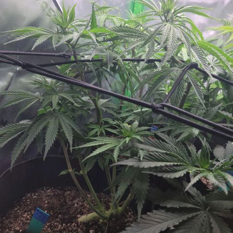 Northern Lights 3 growlog timeline photo