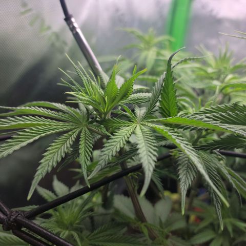 Northern Lights 3 growlog timeline photo