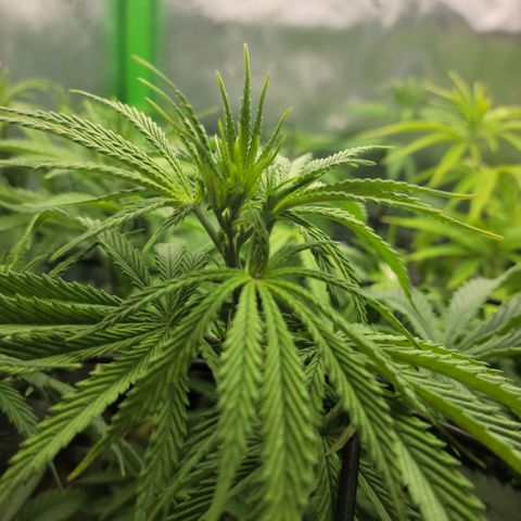 Northern Lights 3 growlog timeline photo