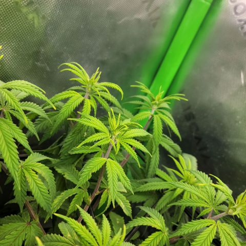 Northern Lights 1 and 2 growlog timeline photo