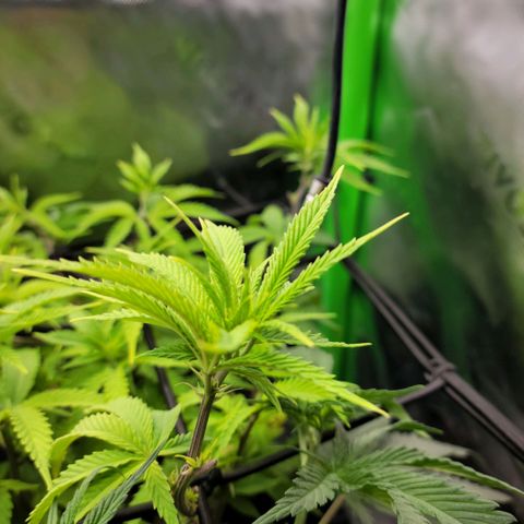 Platinum Cake growlog timeline photo