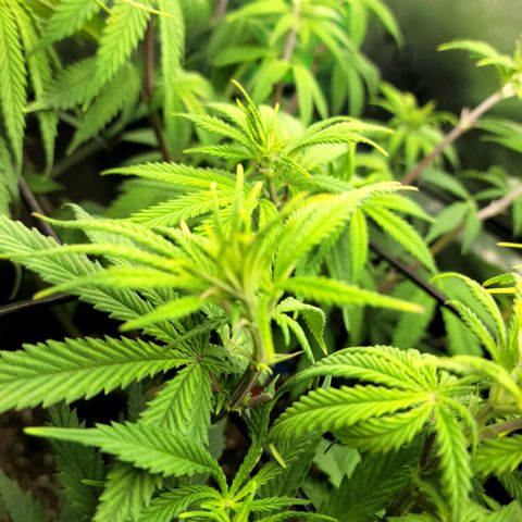 Platinum Cake growlog timeline photo