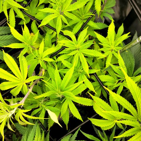 Platinum Cake growlog timeline photo