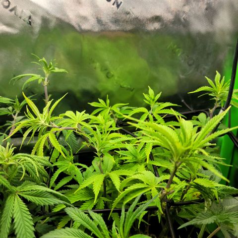 Platinum Cake growlog timeline photo