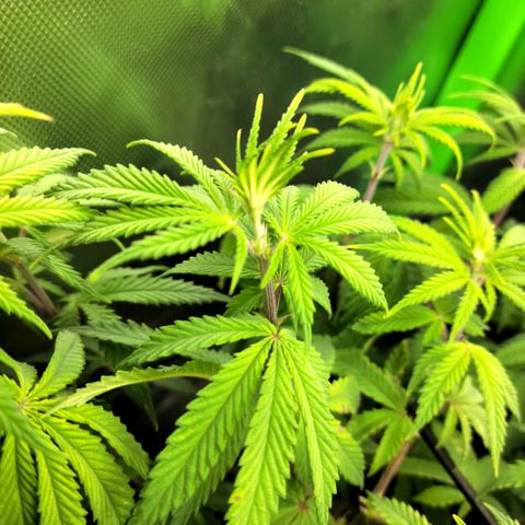 Platinum Cake growlog timeline photo